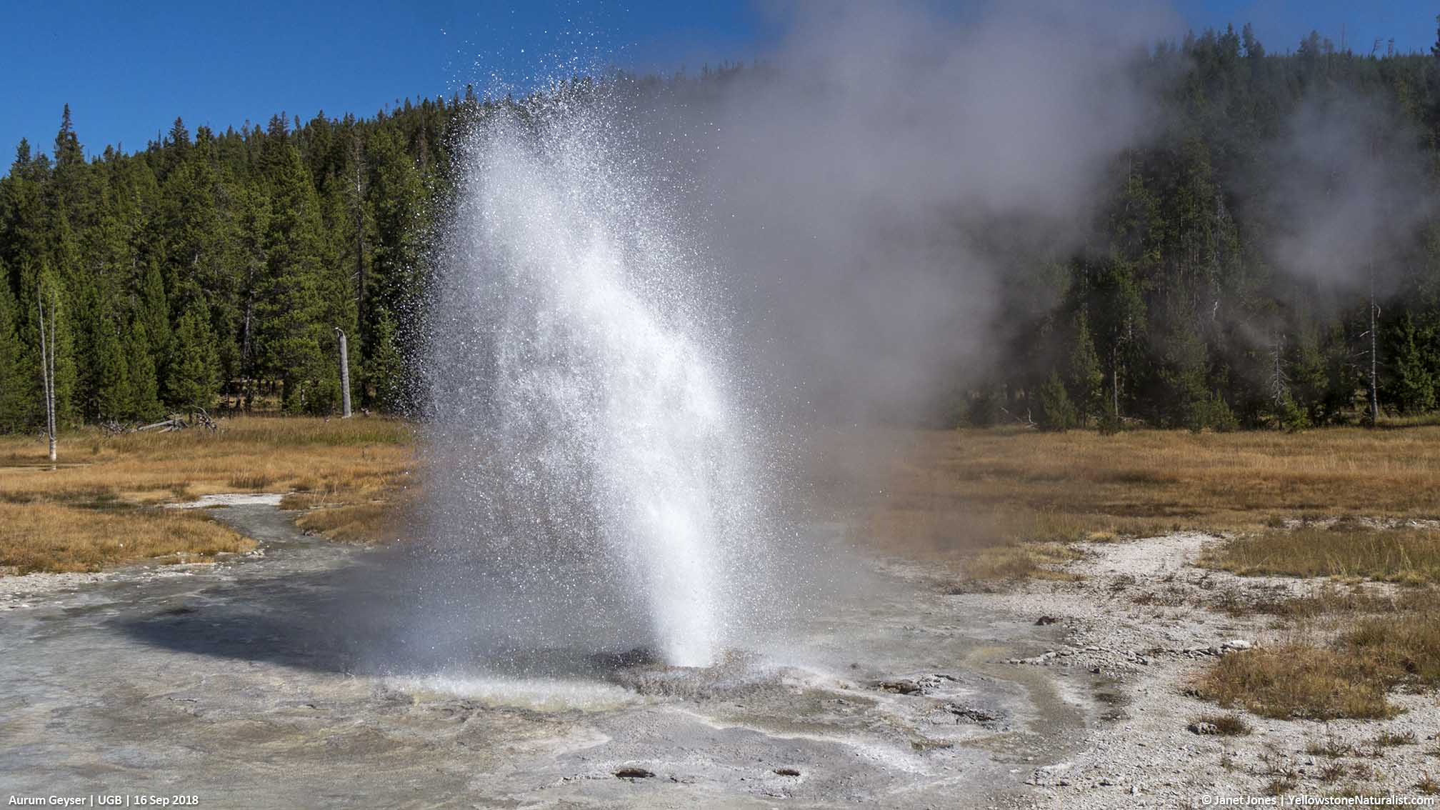 Get to know Aurum Geyser Yellowstone Naturalist