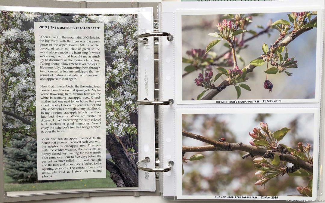 Phenology field journal example for crabapple trees 2019