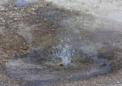 Nifty Geyser erupting in Yellowstone