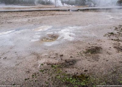 Nifty Geyser in Yellowstone