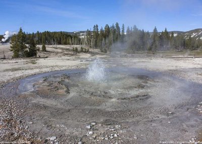 Tardy Geyser erupting in Yellowstone