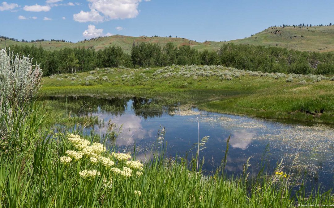 What is a naturalist?