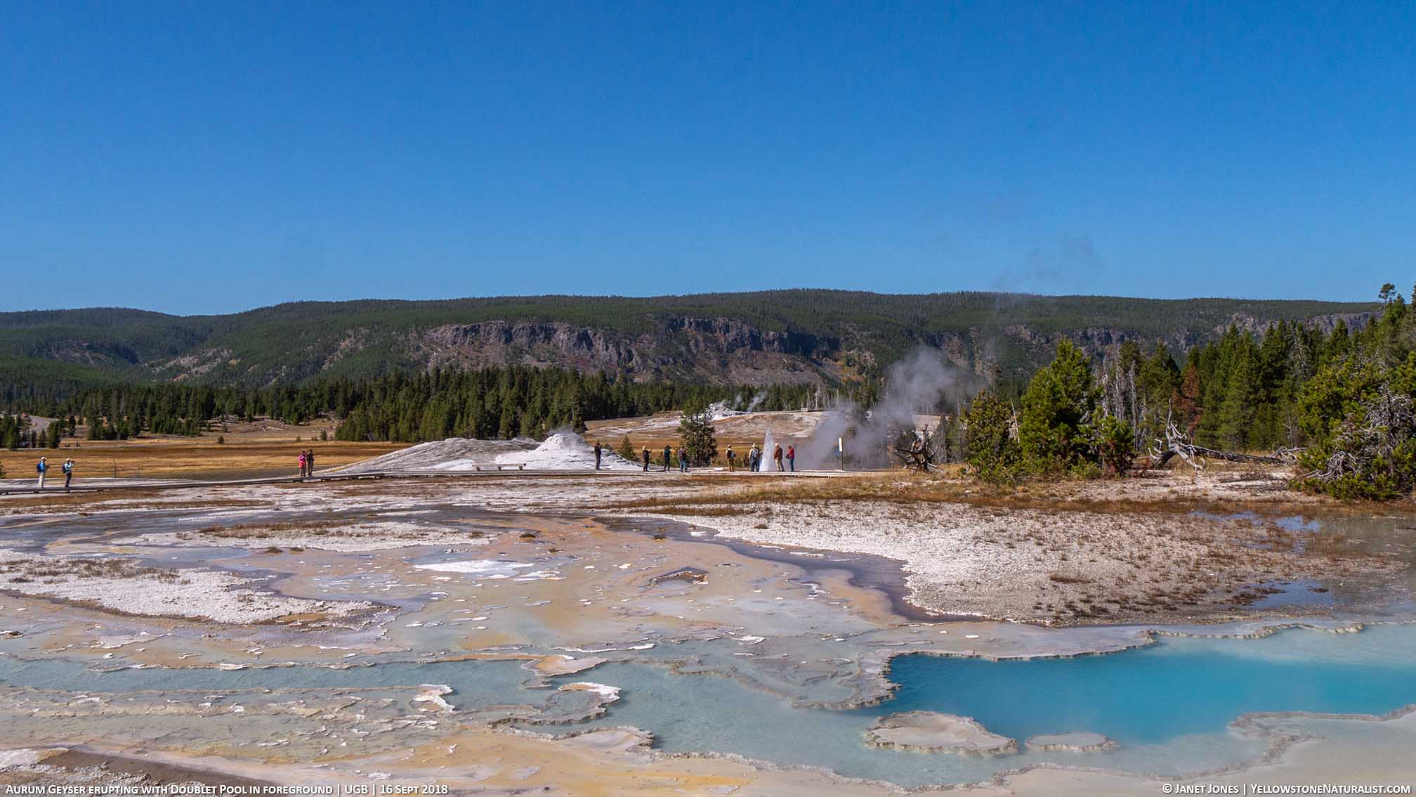 Aurum Geyser in eruption as seen from the Doublet Pool area in Yellowstone on 16 Sept 2018