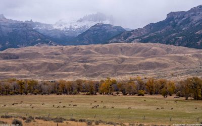 Watching elk: Future Herd Bull