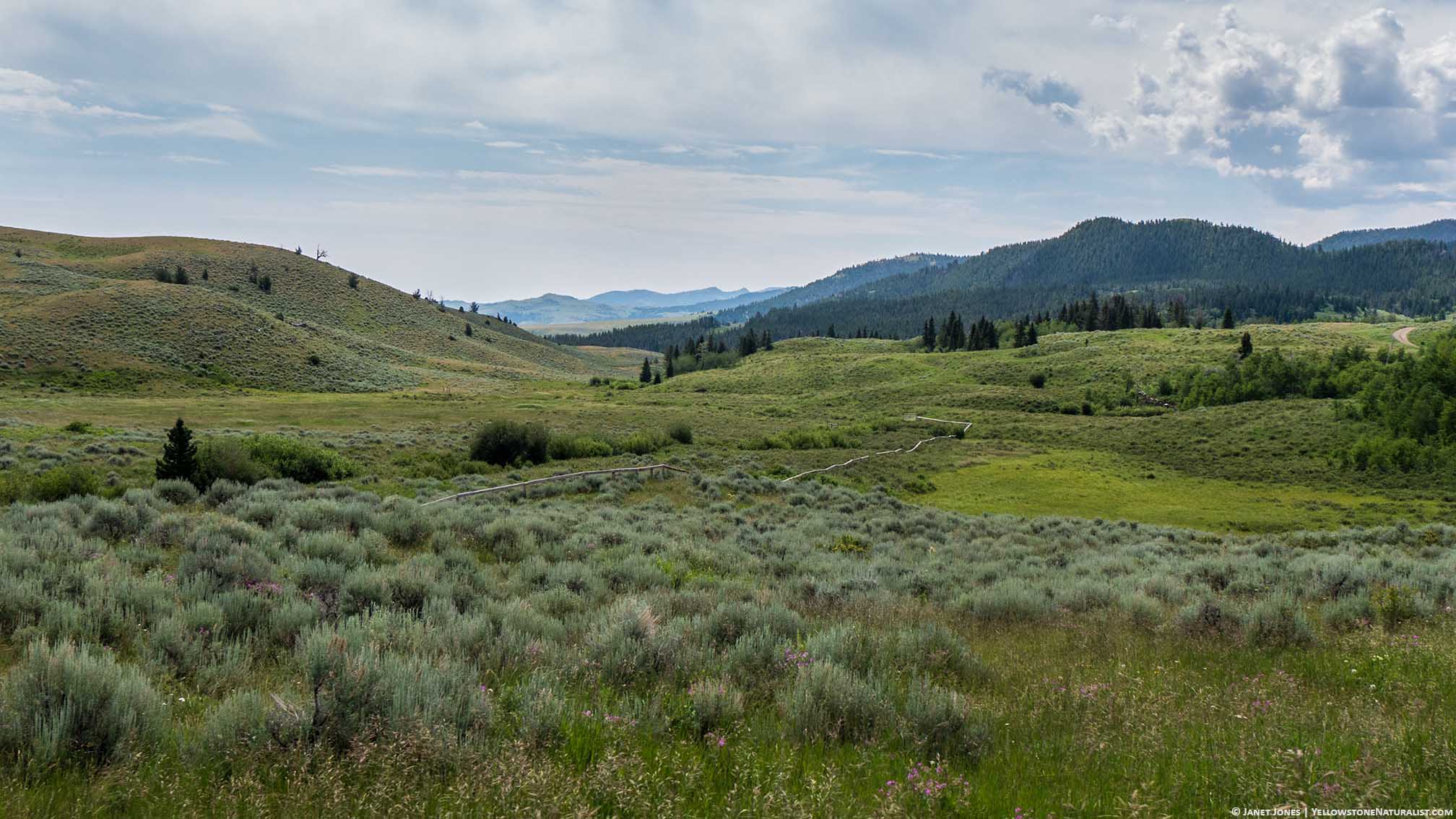 Favorite Photos: A slice of July 2017 - Yellowstone Naturalist