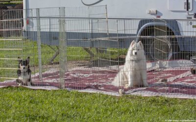 Traveling with dogs in Yellowstone