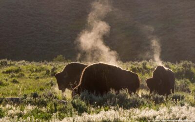 Where do you find wildlife in Yellowstone?