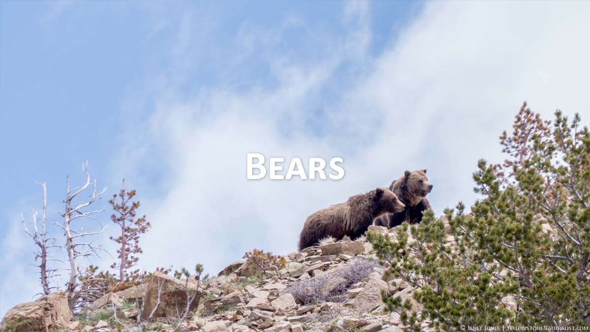 Information on Bears