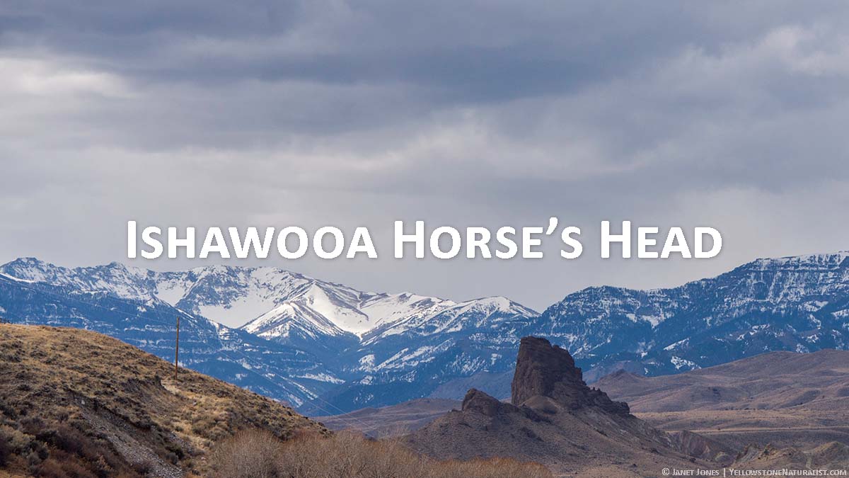 Ishawooa Horse's Head
