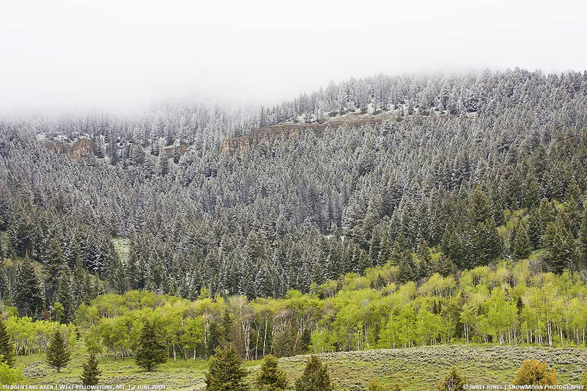 What's June like in Yellowstone? Yellowstone Naturalist