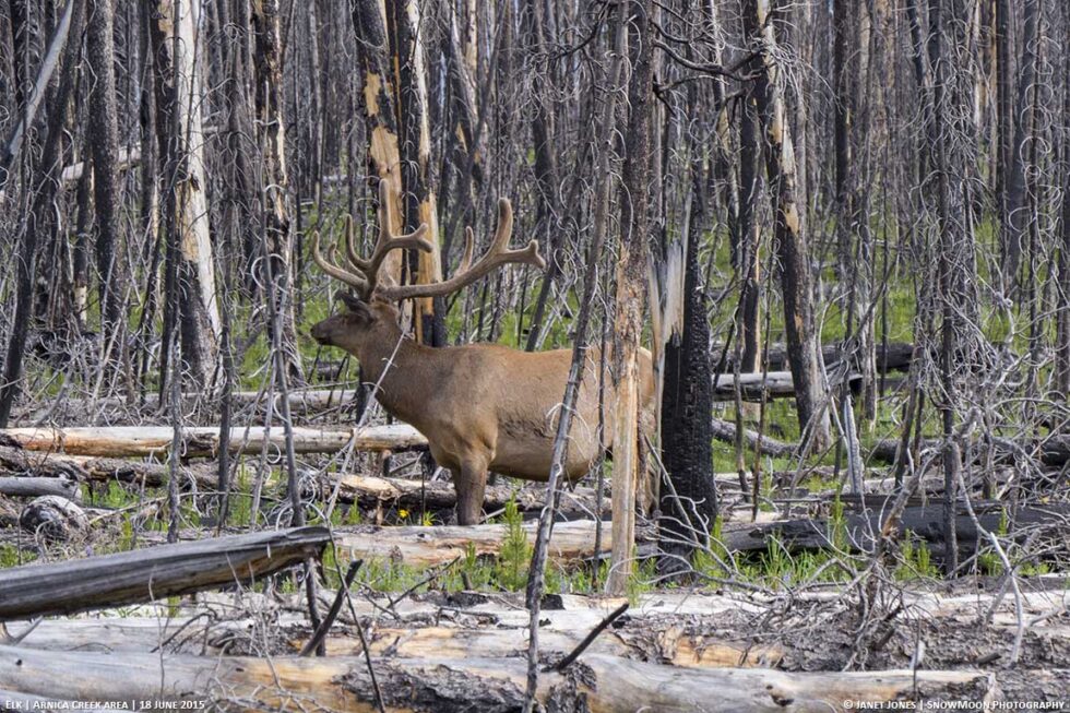 what-s-june-like-in-yellowstone-yellowstone-naturalist