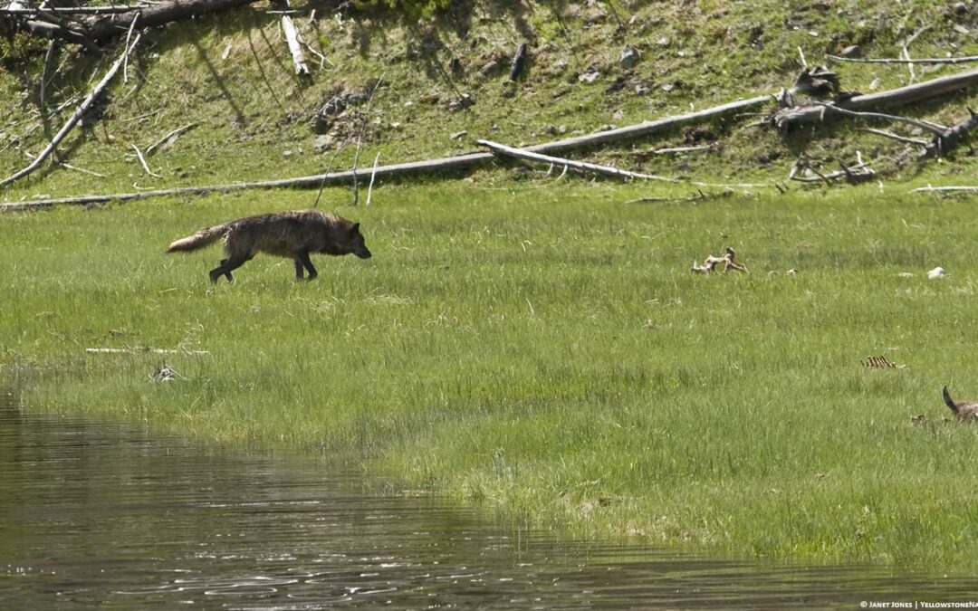 25 years of wolf encounters