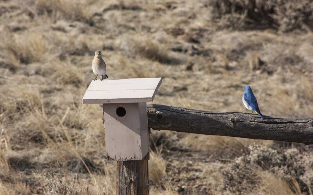 March 11 – Saturday Phenology Drive