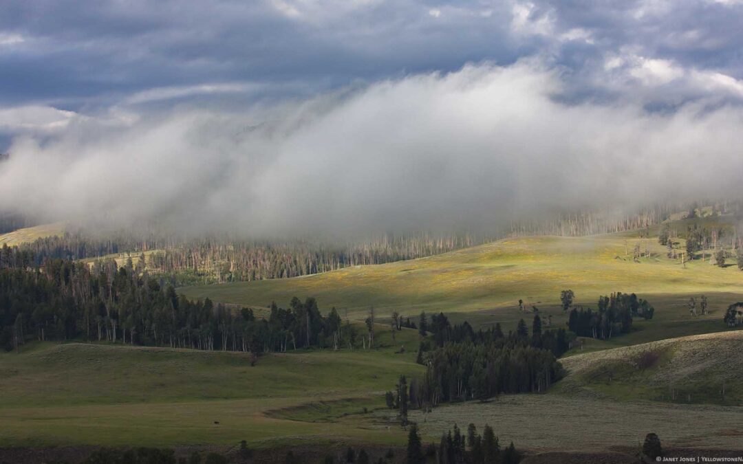 What’s July like in Yellowstone?