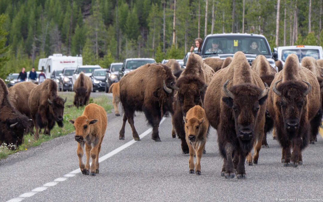 Driving in Yellowstone