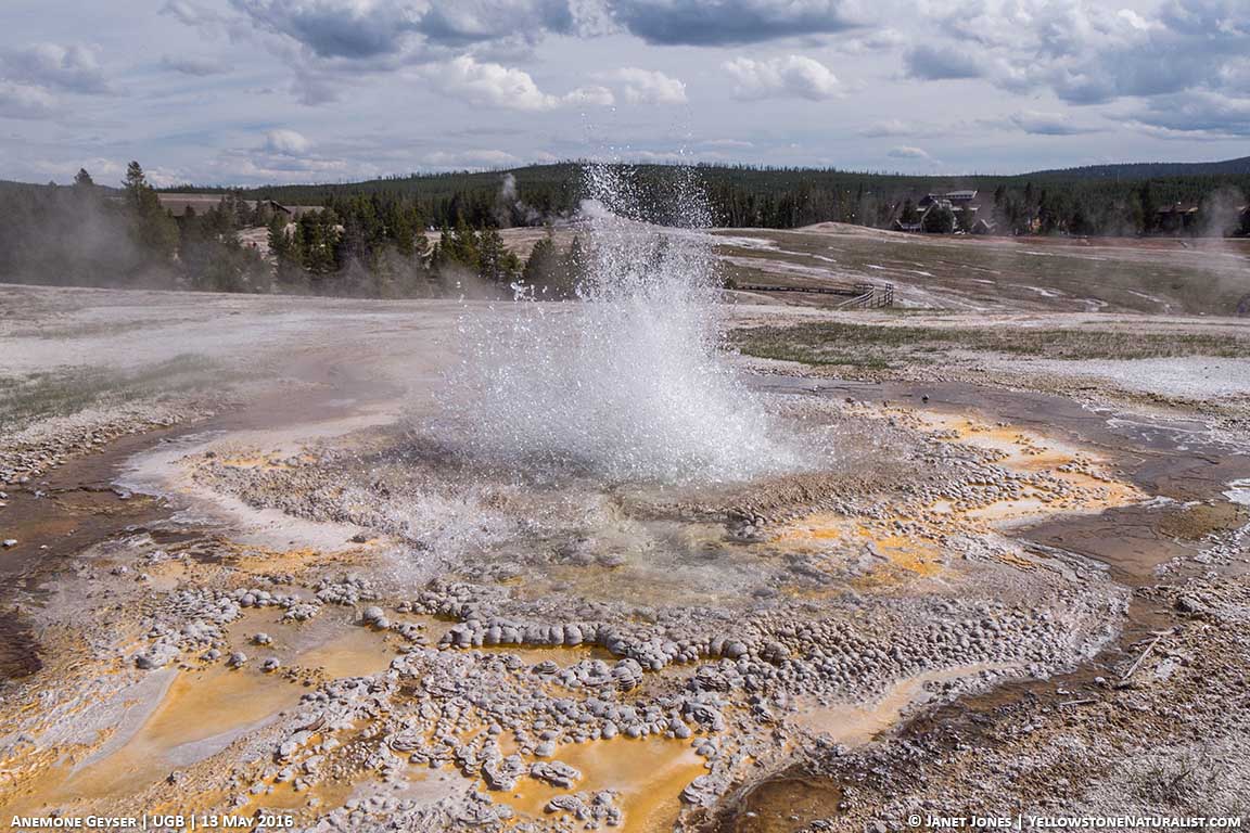 Anemone Geyser in eruption on 13 May 2016