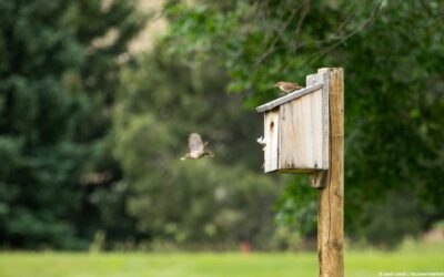 House wrens get a second home