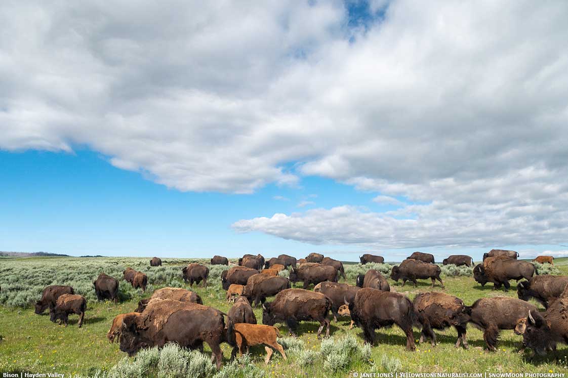 Bison in Hayden Valley