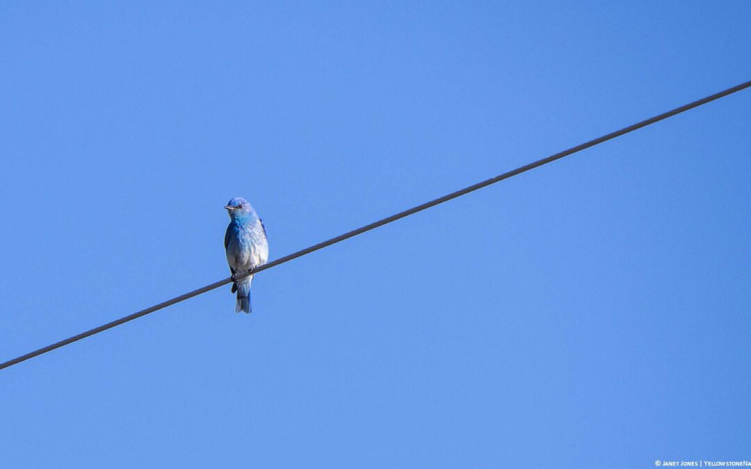 Looking for Bluebirds on South Fork