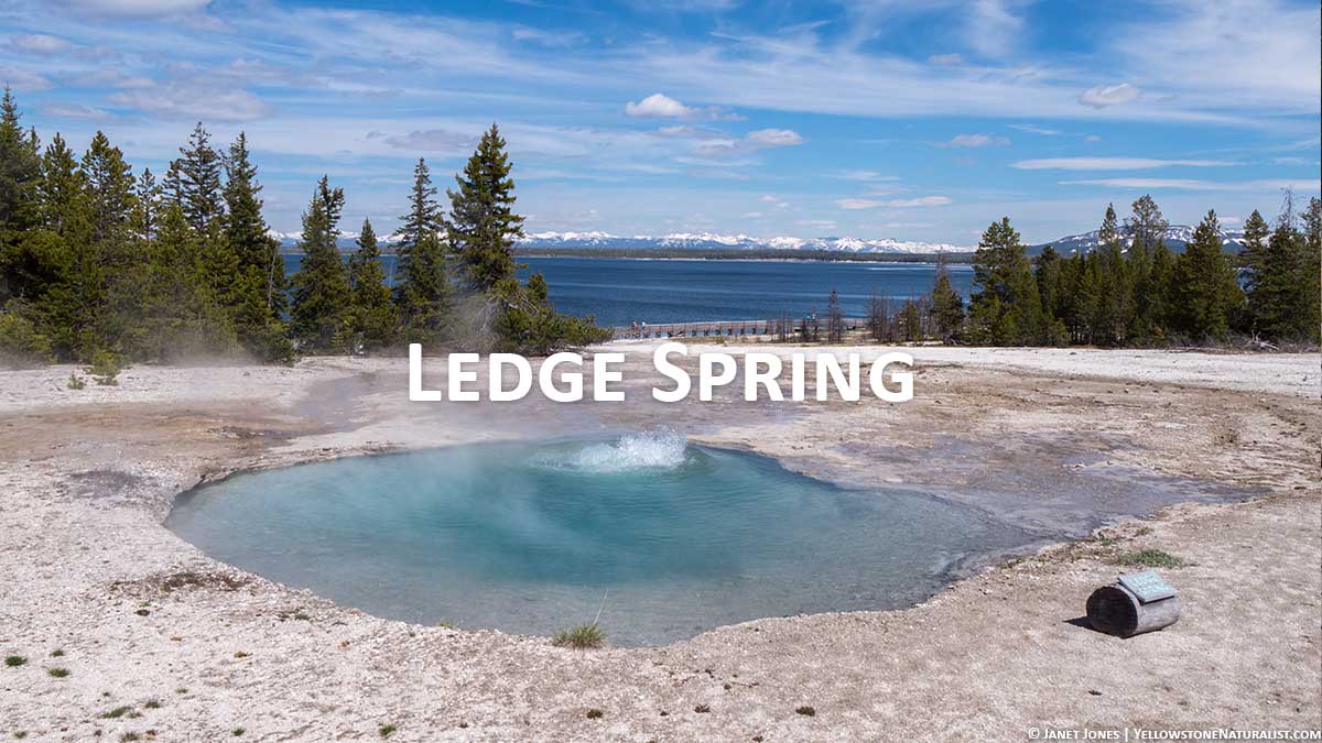Ledge Spring