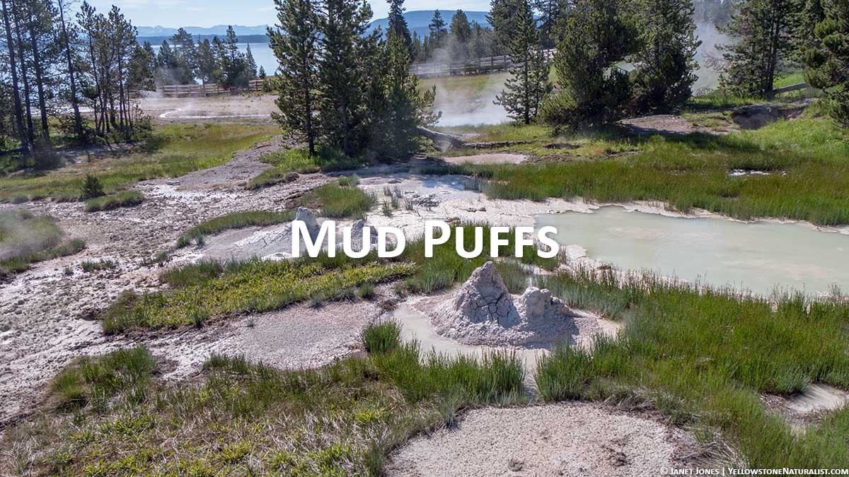 Mud Puffs