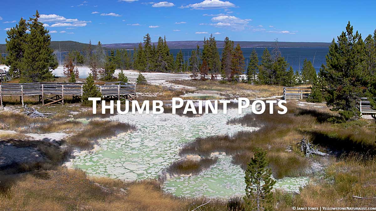 Thumb Paint Pots