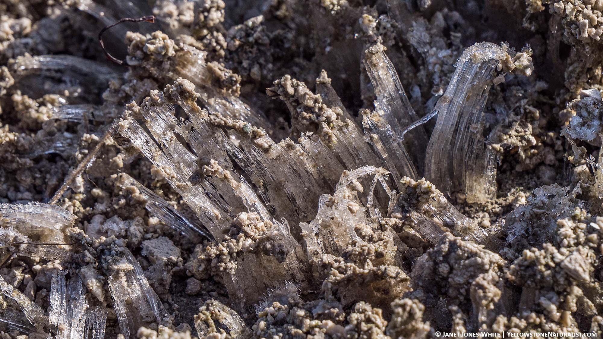 Needle Ice at West Thumb Geyser Basin