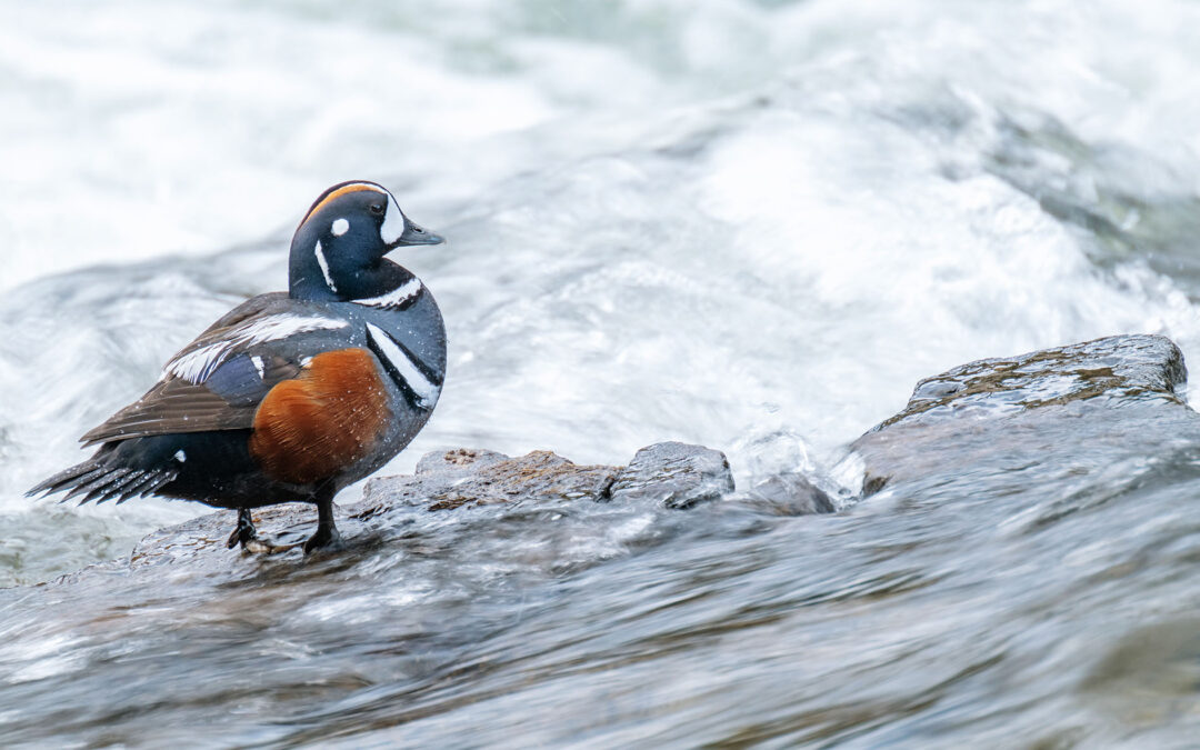 Harlequin Ducks at LeHardy Rapids: A Yellowstone Spring Highlight