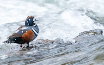 Harlequin Ducks at LeHardy Rapids: A Yellowstone Spring Highlight